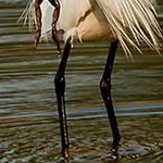 IMG_8167 Aigrette garzette